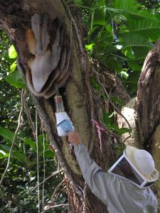 A UH researcher takes a sampling from a honeybee hive in the wild.