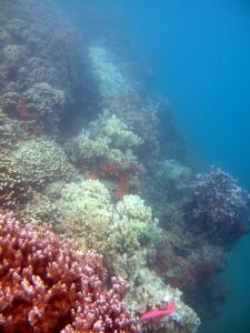 This photo shows a trail of dead and dying corals as the disease spreads across the reefs.