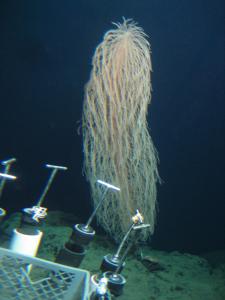Large gorgonian observed at 650 m off the North Coast of Moloka&#8223;i, dubbed “Cousin It”