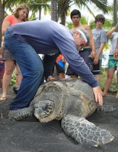 George Balazs with the turtle at Punalu‘u