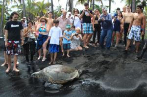 Students and onlookers watch as the turtle is released into the ocean at Punalu‘u
