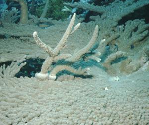 Acropora is adapted to growing fast and excelling in competition. Credit: C. Birkeland.