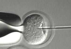 ICSI, a technique used around the world for in vitro fertilization, was discovered at the Manoa IBR.