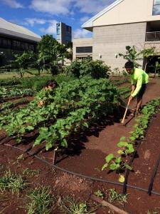 Students working in the UHWO Organic Campus Garden
