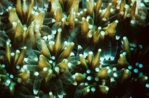 Coral polyps comprise a coral colony.  Credit: Robert Richmond.