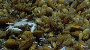 Woody mussels (shown), like all organisms, rely on microbes for health. Credit: MARUM, Bremen.