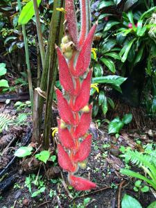 Heliconia mutisiana  will be available in limited quantities at the Lyon Arboretum sale.