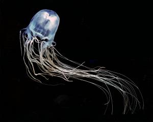 One of the over 30 species of box jellyfish, Chironex fleckeri. Credit: Robert Hartwick