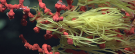 Algae representing aquatic plant species