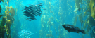 Image of kelp illustrating surface currents.