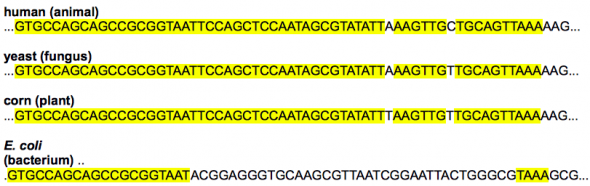 <p><strong>Fig. 1.18.</strong> Comparison of 16S ribosomsal RNA (rRNA) genes across four different types of organisms. Highlighted areas are regions of conservation. Note that this gene is conserved across multiple species, showing its importance in cellular function.</p>
