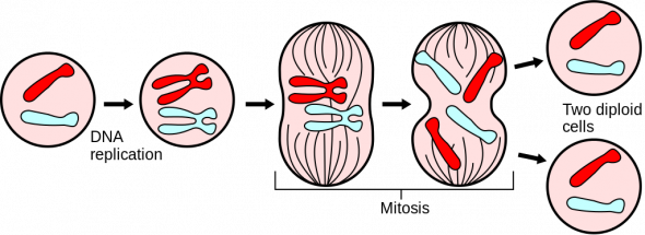 <p><strong>Fig. 2.46.</strong> Major events in mitosis</p>
