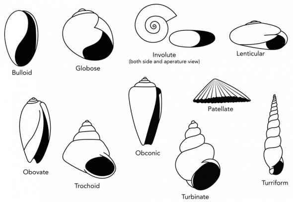 <p><strong>Fig. 3.56.2.</strong> Gastropod shell shapes with the aperture colored black</p>
