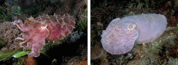 <p><strong>Fig. 3.71.</strong> (<strong>A</strong>) A reef cuttlefish (<em>Sepia latimanus</em>) changing from darker pink coloration to light pink-white coloration</p>
