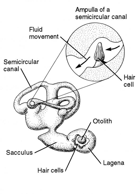 <p><strong>Fig 4.35.</strong> Inner ear of a fish</p>
