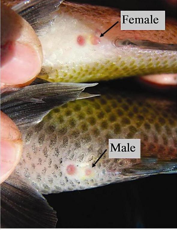 <p><strong>Fig. 4.40.</strong> Anal pore (toward the head) and genital and/or urinary pores (toward the tail)</p>

