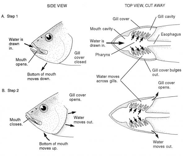<p>Fig. 4.55. Movement of water past the gills</p>
