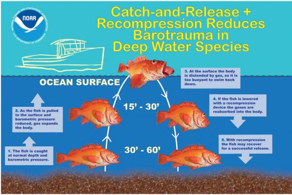 <p>Fig. 4.58. Recompression is lowering a fish to its natural depth in a controlled manner, using devices like weights and baskets, and allows gas in the gas bladder to be reabsorbed into the fish’s body.</p>
