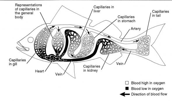 <p><strong>Fig. 4.59.</strong> Schematic of a fish’s circulatory system, showing only the major systems. All parts of the body are served by arteries, capillaries, and veins.</p>
