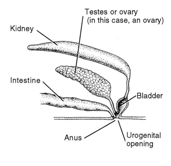 <p><strong>Fig. 4.61</strong>. Excretory and reproductive systems of a fish</p>
