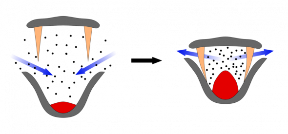 <p><strong>Fig. 6.23.1.</strong> Diagram illustrating how mysticete whales filter food particles using baleen</p>
