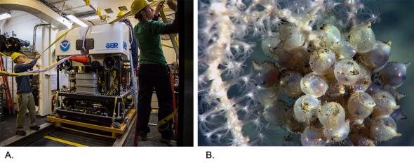 <p><strong>Fig. 9.31.</strong> Remotely operated vehicles (ROVs) can withstand depths and pressures that humans cannot. (<strong>A</strong>) ROV <em>Deep Discoverer</em> is outfitted with a high definition camera. (<strong>B</strong>) This camera is able to produce high definition photos such as these bobtail squid eggs.</p>
