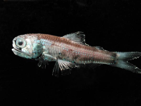 <p><strong>SF Fig. 4.10.</strong> A deep sea lanternfish (Diaphus theta) with photophores</p>
