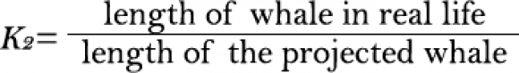 K2 = length of whale in real life / length of the projected whale