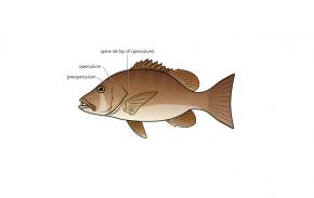 <p><strong>(B)</strong> A dog snapper (Neomaenis jocu) with preoperculum, operculum, and operculum spine labeled.</p>
