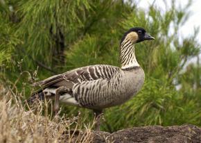 <p><strong>Fig. 1.10.</strong> Hawaiian goose or <em>nēnē</em> (<em>Branta sandvicensis</em>), Kīlauea Point, Kaua‘i, Hawai‘i.</p>
