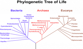 <p><strong>Fig. 1.16.</strong> This phylogenetic tree of life shows the three domains, which make up all of life on Earth. The length of the branches on phylogenetic trees represents evolutionary time.</p>
