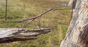 <p><strong>Fig. 1.2.</strong>&nbsp;(<strong>B</strong>) A stick insect (<em>Ctenomorpha</em> sp.) blends into a eucalyptus plant in Australia.</p>