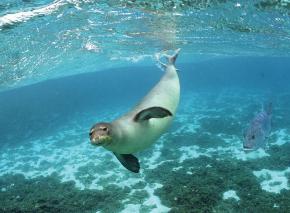 <p><strong>Fig. 1.3.</strong>&nbsp;(<strong>D</strong>) A Hawaiian monk seal interacts with the marine environment.</p>
