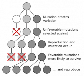 <p><strong>Fig. 1.8.</strong> Diagram of genetic mutation and natural selection</p>
