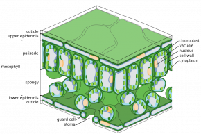 <p><strong>Fig. 2.16.</strong> Anatomy of a typical vascular plant leaf</p>
