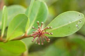 <p><strong>Fig. 2.17.</strong> (<strong>B</strong>) Mangrove shoots transport water and nutrients.</p>
