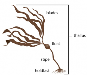 <p><strong>Fig. 2.20.</strong> (<strong>A</strong>) Diagram showing general alga morphology</p>

