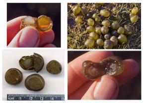 <p><strong>Fig. 2.27.</strong> Nitrogen-fixing heterocysts from <em>Nostoc pruniforme</em>, a type of freshwater cyanobacteria</p>
