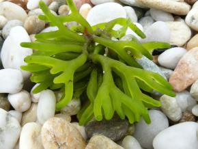 <p><strong>Fig. 2.28.</strong>&nbsp;(<strong>B</strong>) Dead-man’s fingers (<em>Codium</em> sp.)</p>

