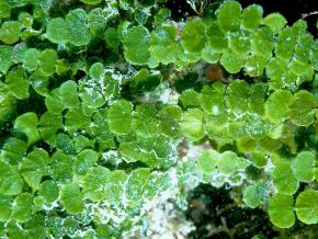 <p><strong>Fig. 2.28.</strong>&nbsp;(<strong>C</strong>) <em>Halimeda</em> sp. alga has calcium carbonate deposits inside its tissues</p>
