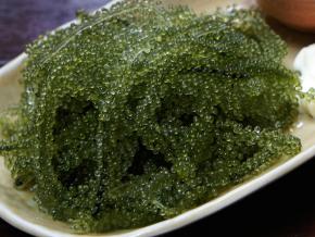 <p><strong>Fig. 2.28.</strong>&nbsp;(<strong>D</strong>) Sea grapes (<em>Caulerpa lentillifera</em>), an edible green alga prepared for consumption in Okinawa, Japan</p>

