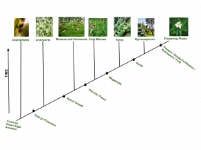 <p><strong>Fig. 2.30.</strong> Evolutionary history of plants</p>
