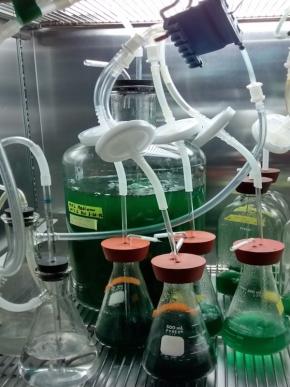 <p><strong>Fig. 2.31.</strong> (<strong>A</strong>) Laboratory culture of the microalgae rhodophyte <em>Cyanidioschyzon merolae</em></p>
