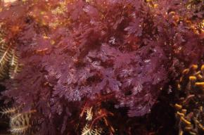 <p><strong>Fig. 2.31.</strong>&nbsp;(<strong>C</strong>) <em>Plocamium</em> sp., a red macroalgae</p>
