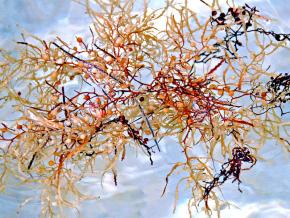 <p><strong>Fig. 2.33.</strong> (<strong>A</strong>) <em>Sargassum natans</em> is a brown alga with pneumatocyts (gas floats) that is often found floating in the ocean.</p>
