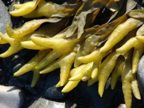 <p><strong>Fig. 2.33.</strong> (<strong>C</strong>) Brown algae from the genus <em>Fucus</em></p>
