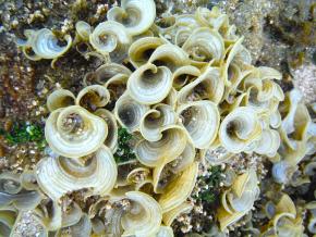 <p><strong>Fig. 2.33.</strong>&nbsp;(<strong>D</strong>) The brown alga <em>Padina</em> sp. is capable of calcification.</p>
