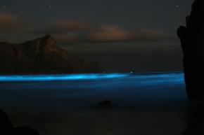<p><strong>Fig. 2.35.</strong>&nbsp;(<strong>B</strong>) Bioluminescent dinoflagellates produce “blue tides” when agitated by crashing waves at night.</p>
