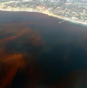 <p><strong>Fig. 2.37.</strong> (<strong>A</strong>) A red tide is seen off the coast of La Jolla, California.</p>
