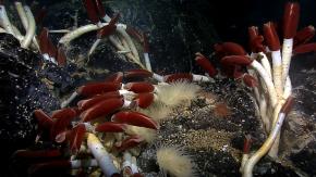 <p><strong>Fig. 2.39.</strong> <em>Riftia </em><em>pachypitila</em> is a large tubeworm. It has a symbiotic relationship with a chemoautotrophic bacterium that oxidizes hydrogen sulfide from hydrothermal vents.</p>
